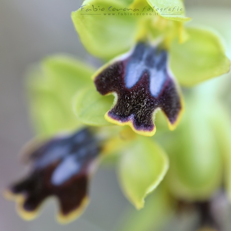 Oprhys eleonorae x Ophrys lutea